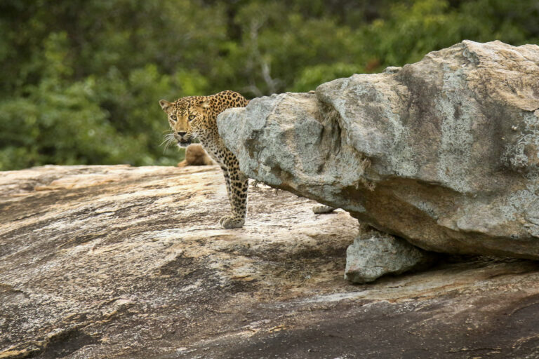 Vickum Senanayake - 4.Strawberry